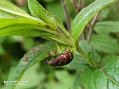 Hylobius transversovittatus