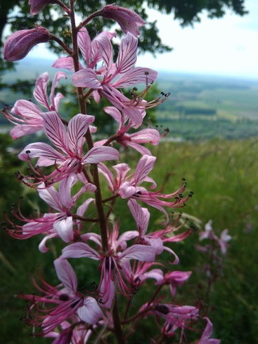 jasenec biely (Dictamnus albus)