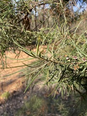 Lysicarpus angustifolius