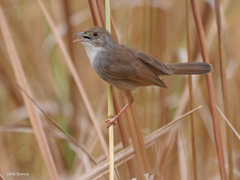 Cisticola woosnami