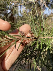 Lysicarpus angustifolius