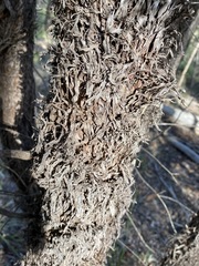 Lysicarpus angustifolius