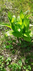 Veratrum album