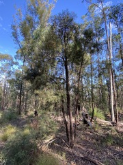 Lysicarpus angustifolius