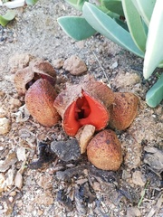 Hydnora africana