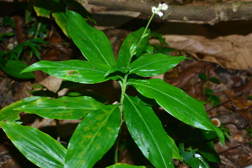 Pollia secundiflora iNat (3)
