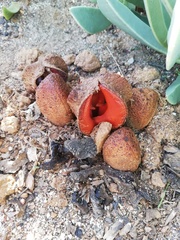 Hydnora africana