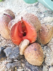 Hydnora africana