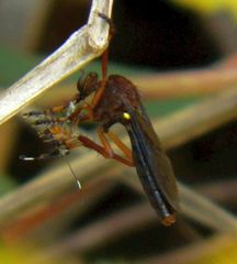 Diogmites platypterus