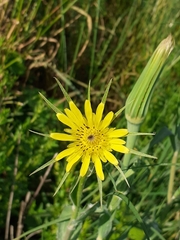 Tragopogon dubius