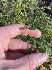 Grevillea quadricauda