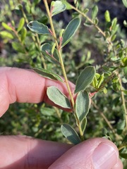 Grevillea quadricauda
