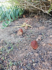 Hydnora africana