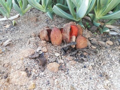 Hydnora africana