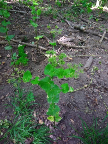 Prorasla lesandra (Smyrnium perfoliatum)