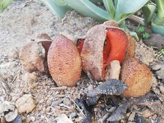 Hydnora africana