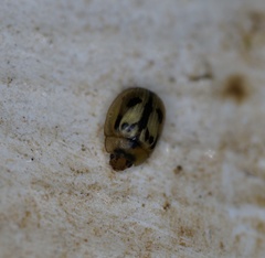 Peltoschema hamadryas