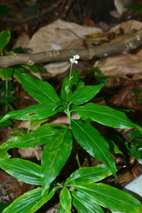 Pollia secundiflora