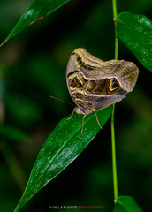 Eryphanis aesacus
