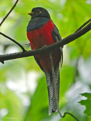 Apaloderma vittatum