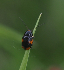 Cryptocephalus moraei