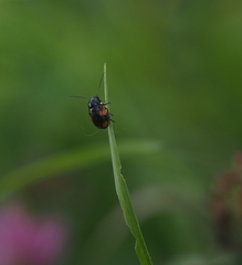 Cryptocephalus moraei