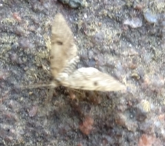 Eupithecia conterminata