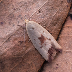 Ageletha elaeodes