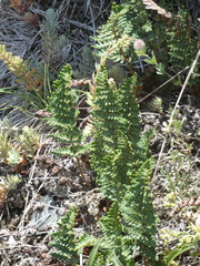 Paragymnopteris marantae