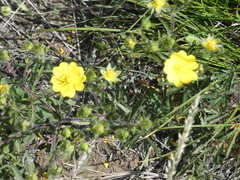 Potentilla hirta