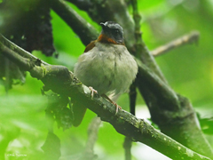 Red-Throated Alethe photo 2