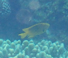 Pomacentrus sulfureus