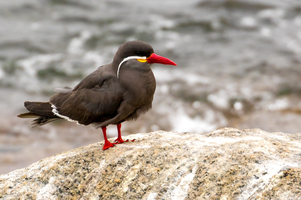 Larosterna