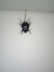 Accanthopus velikensis