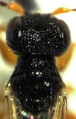 Anteon caledonianum
