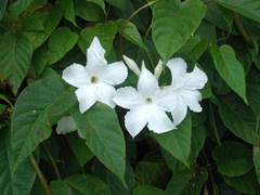 Mandevilla laxa