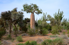 Adansonia