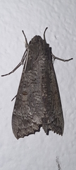Isognathus allamandae
