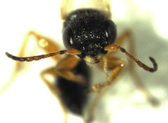 Anteon caledonianum