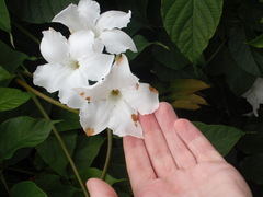 Mandevilla laxa