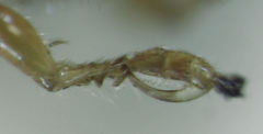 Anteon caledonianum