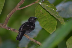 Thamnophilus bridgesi