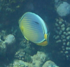 Chaetodon trifasciatus