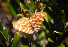 Chrysolarentia chrysocyma