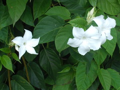 Mandevilla laxa