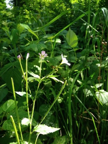 vŕbovka horská (Epilobium montanum)