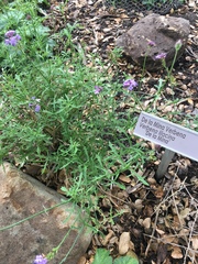 Glandularia lilacina