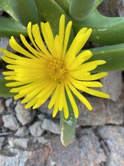 Glottiphyllum regium