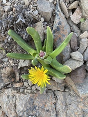 Glottiphyllum regium