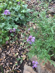 Glandularia lilacina